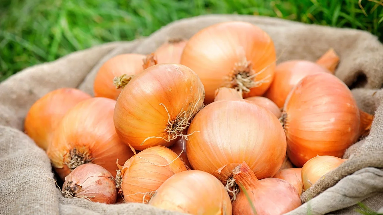 Cebola